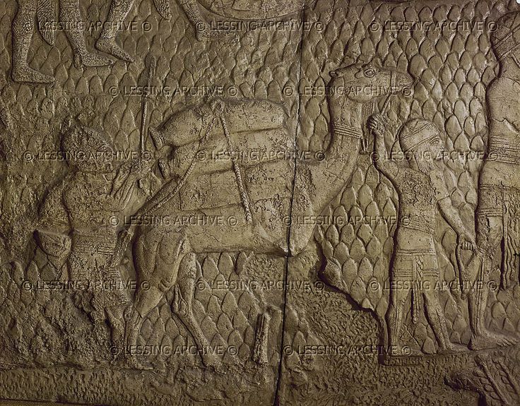 6 - camels used to haul goods over long distances
